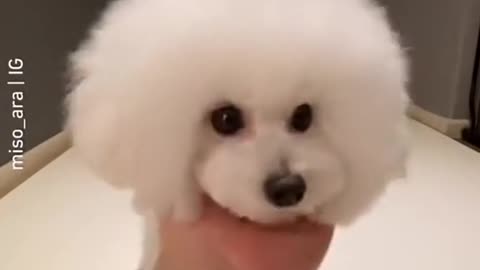 Cute puppy funny video