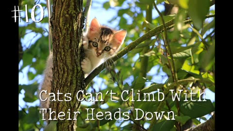 Top 10 Cat Facts That Are Interesting