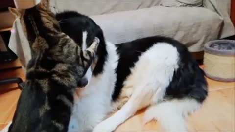 Sweet Cat Grooming His Dog Friend