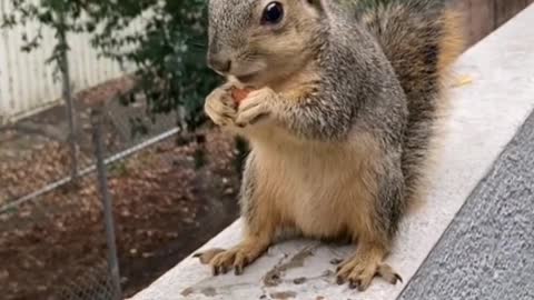 Three cute little squirrels, they are good friends!