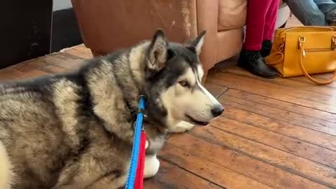 Husky Talks To People At a Restaurant!