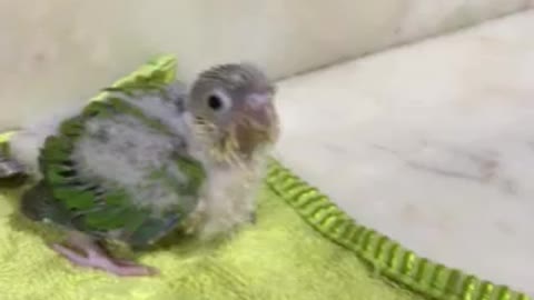 Feeding parrots