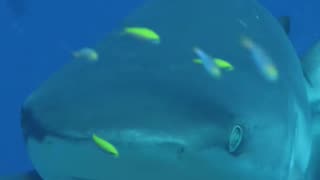 Under sea shark