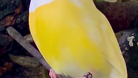 Gouldian Finch male singing - beautiful and amazing yellow bird