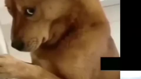 Dog vs monkey funny