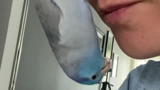 Bird Hangs from Nose for Upside Down Kisses