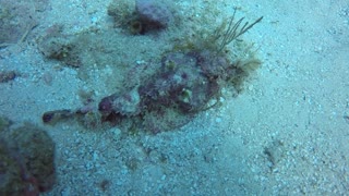 Divers investigate deadly scorpionfish & other amazing sea creatures