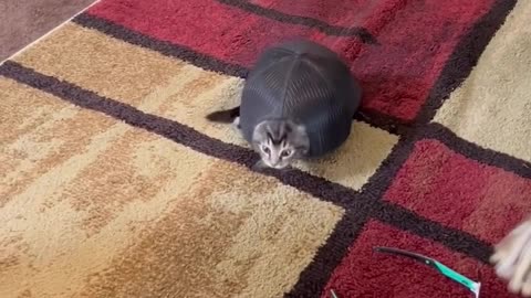 Cat or turtle 🦑🥺