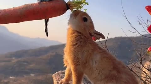 bunny and bird eating carrot together