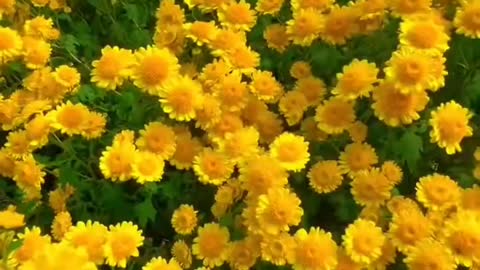 Wild chrysanthemums in the fields