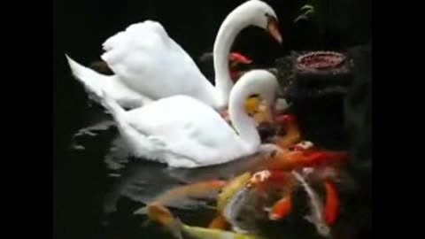 "Swan Feeds Fish: Beautiful Nature & Stunning Footage | Watch Now!"