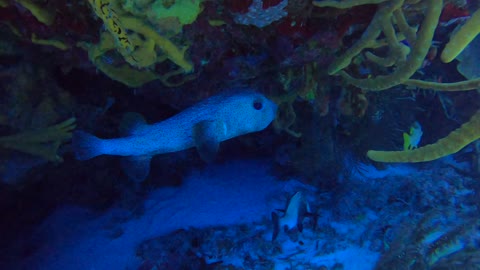 Cozumel SCUBA Diving Tormentos Reef Puffer Fish