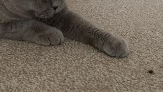Cat playing with a fly
