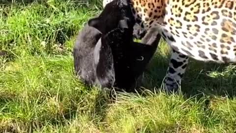 Tiger fight with black Panther