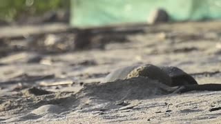 FIRST TIME SEEING A SEA TURTLE MOTHER LAYING EGGS