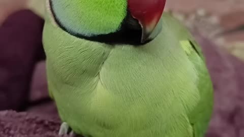 Cute parrot 🦜🦜