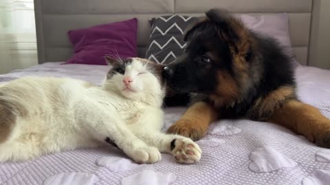 German Shepherd Puppy Meets Cat for the First Time