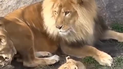 Cute funny 🦁 animals video