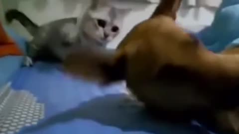 #Cat fighting for dog