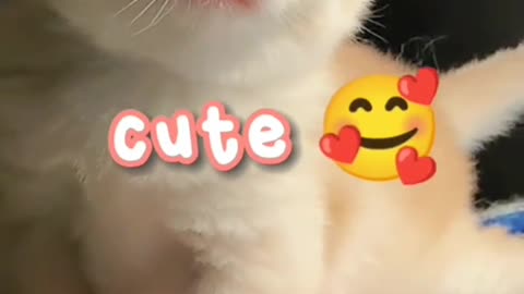 Cute cat - part6
