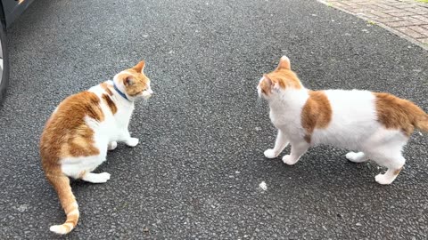 My Cat Meets The Neighbourhood Cats🐱