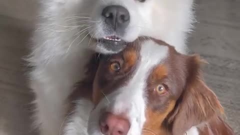 Dog video cute sa dog 🐶 do dog animal video