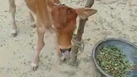 Cow baby in villages 😍😍🥰