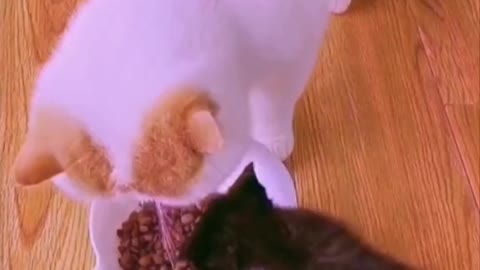 Hungry kittens meows and want to eat #cat #kitty #catlovers