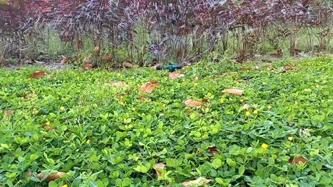 sprinkler at garden