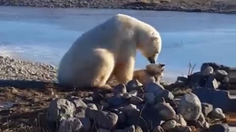 Polar bear petting dog ☺️🐻‍❄️