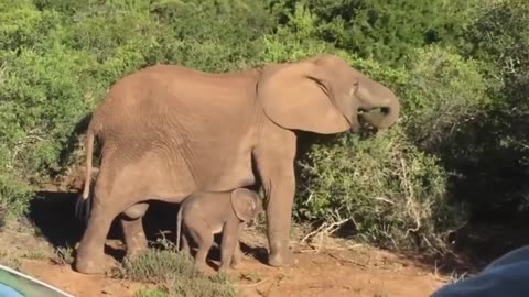 Baby Elephant Gets Saved By Man ;-)