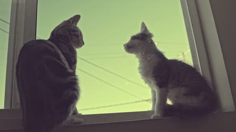 two cats under the window