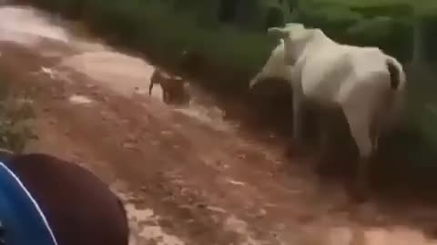 Cow protected her calf from dogs