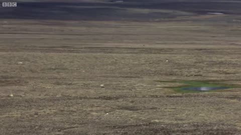 Wolf Pack Hunts A Hare | The Hunt | cuteAnimalvelly