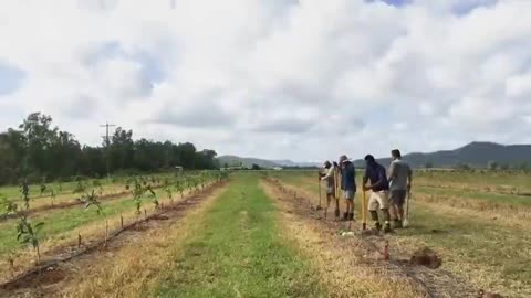 ralian Farmers Produce Thousands Of Tons Of Mangoes This Way - Australian Farming