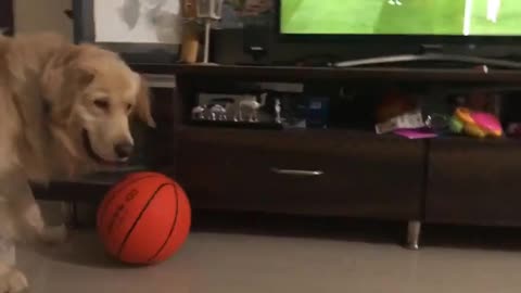 Golden Retriever Dog - My dog's Reaction on Football - Dog playing Football