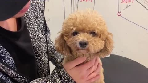 Lovely Poodle Dog Haircut - Poodle Puppy Grooming - Puppy Groomy