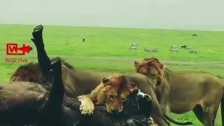 Buffalo Hunted by Lion Pride