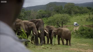 Mystery of Elephant Infrasounds - BBC