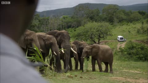 Mystery of Elephant Infrasounds - BBC