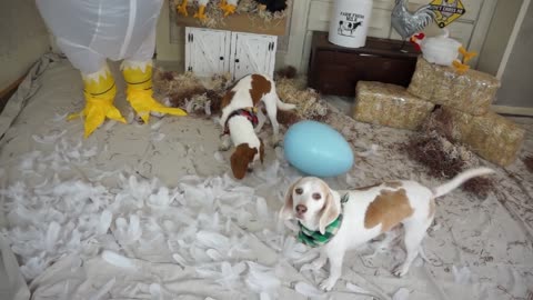 Dog vs Giant Chicken Prank Funny Dogs Maymo, Potpie & Penny