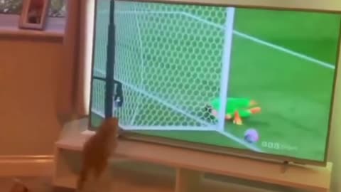 Funny cat video