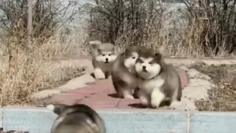 Cute baby animals Videos Compilation cutest moment of the animals - Cutest Puppies