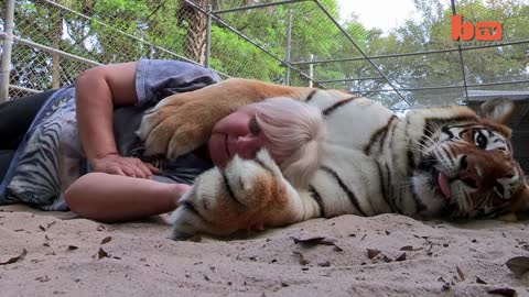 Florida Woman Keeps Bengal Tigers In Her Garden