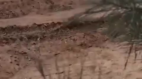 Polish T-72M1 tanks in the counter-offensive on Kharkov region