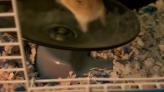 Fast and the Furriest Hamster