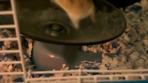 Fast and the Furriest Hamster