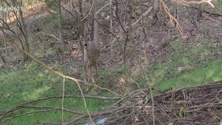Deer stomps alerting a predator is near
