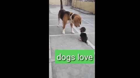 dogs love dog play games