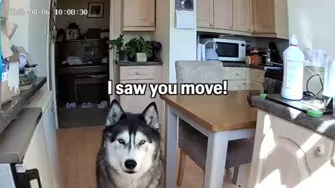 Scared Husky is BRAVE When I'm With Him!